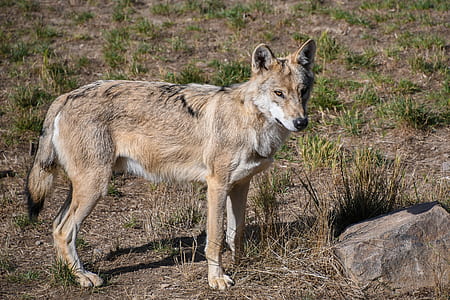 brown wolf on field thumbnail