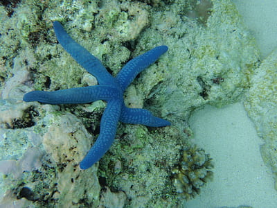 blue starfish on white rock thumbnail