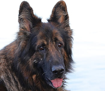 adult black and tan German shepherd thumbnail