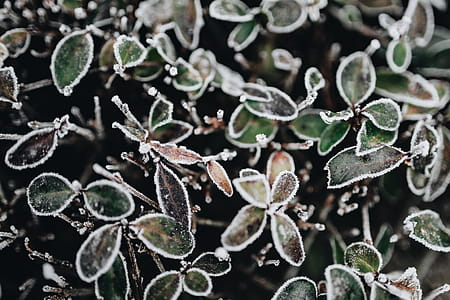 Frozen leaves & twigs thumbnail