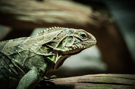 shallow focus photography of green bearded dragon thumbnail