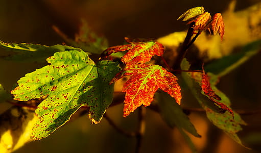 Selective Focus Photography of Green and Red Maple Leaves thumbnail