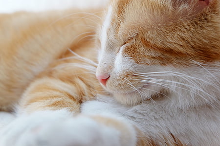 closeup photo adult orange tabby cat thumbnail