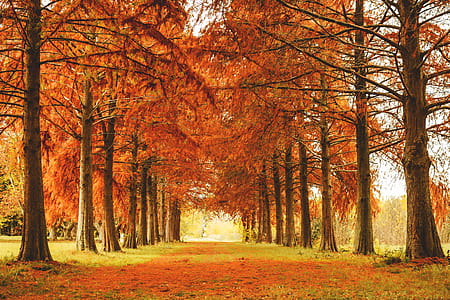 Trees in Fall thumbnail