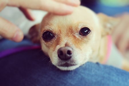 tan smooth Chihuahua dog thumbnail