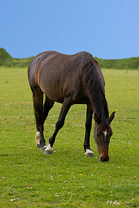 brown hose eating green grass thumbnail