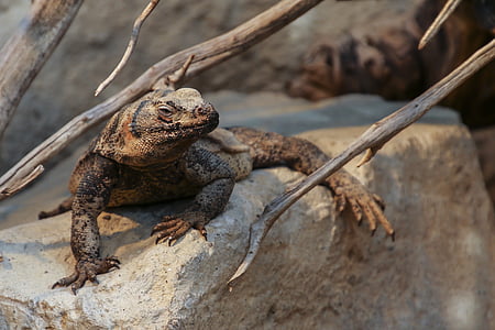 comodo dragon on brown rock during daytime thumbnail