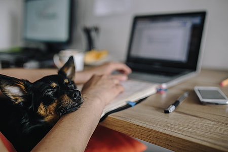 Woman working on her laptop with her dog thumbnail