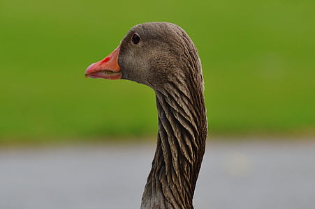 close-up photography of duck thumbnail