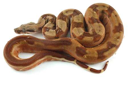 brown snake thumbnail