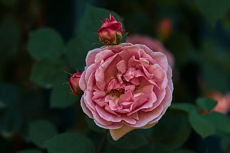 pink petaled flower in closeup photography thumbnail