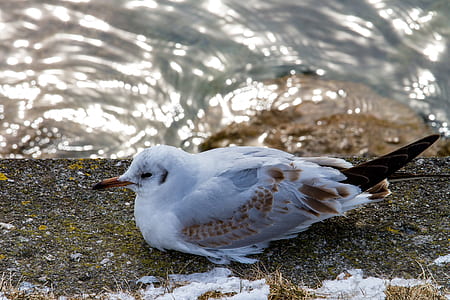 white and brown bird resting beside the waters thumbnail
