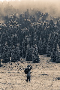 grayscale photography of pine trees thumbnail