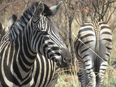 two zebras near trees during daytime thumbnail
