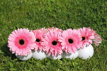 flowers, grass, lawn, petals thumbnail