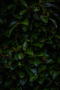 green leafed plant thumbnail