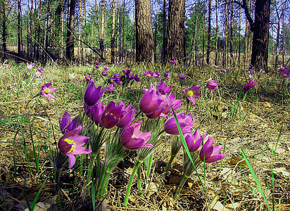 purple pasque flowers near trees at daytime thumbnail