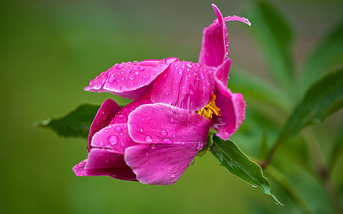 close up focus photo of a pink-petaled flower at daytime thumbnail