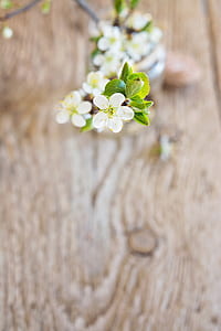 close-up photo of white 5-petaled flower thumbnail