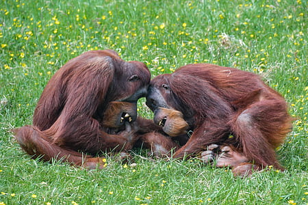 two chimpanzee playing on the grass thumbnail