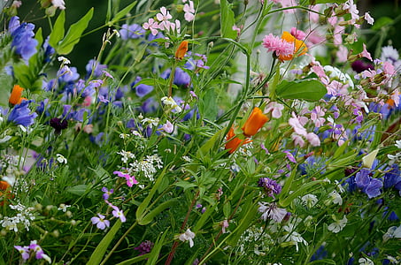 purple, orange, and pink flowers thumbnail