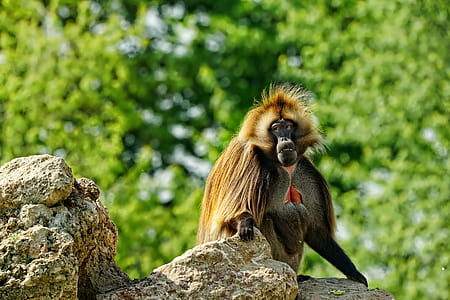 selective focus photography of monkey thumbnail