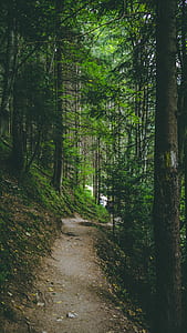 empty brown soil pathway between trees thumbnail