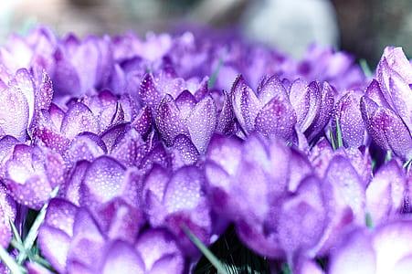 field of purple crocus flowers thumbnail