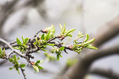 Shallow Focus Photography of Green Leaves thumbnail