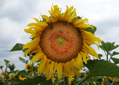 Macro Photo of Sunflower Under Cloudy Sky thumbnail