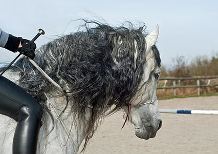 person riding white horse thumbnail
