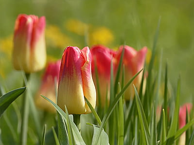 selective focus photography of yellow-and-red tulip flowers thumbnail