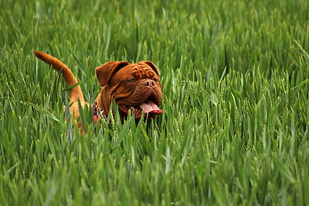 adult brown English bulldog on green rice field during daytime thumbnail