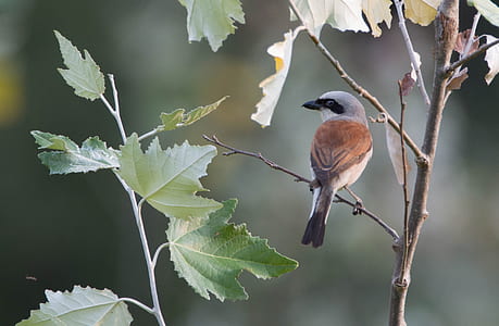 brown and gray bird on tree stem during daytime thumbnail