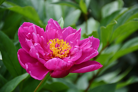 shallow photography of flowers thumbnail