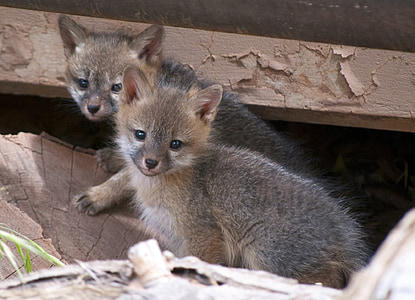 two brown-and-gray animals during daytime thumbnail