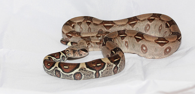 brown and black snake thumbnail