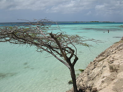 black bare tree beside white stone formation thumbnail