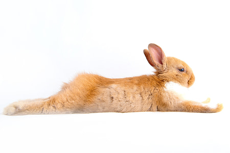 brown and white rabbit lying on white surface thumbnail