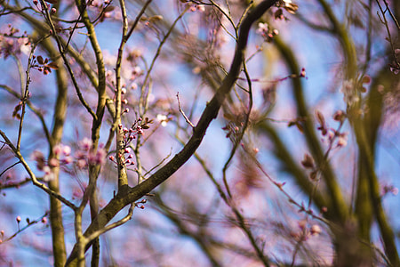 Pink spring flowers thumbnail