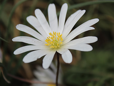 Bloodroot, Sanguinaria Canadensis thumbnail