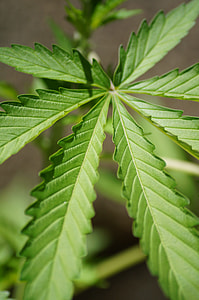closeup photo of cannabis leaf thumbnail