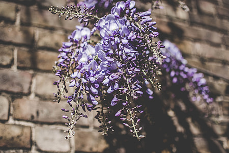 Blossoming London thumbnail