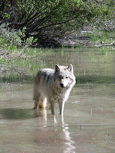 gray wolf on water thumbnail