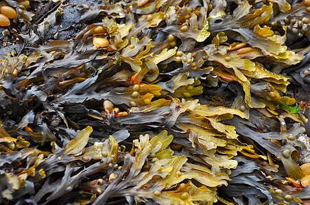 green-and-brown leaves thumbnail
