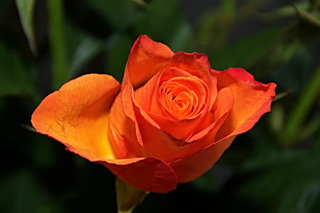 orange rose thumbnail
