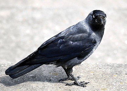 selective focus of black bird thumbnail