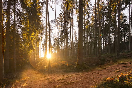 sunlight through trees thumbnail