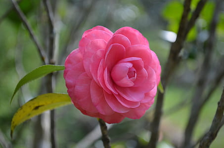 selective photography of pink camellia flower thumbnail