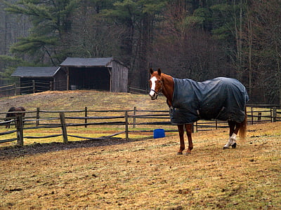 brown horse near the stables during daytime thumbnail